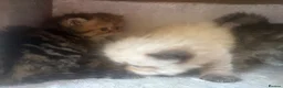Persian cats for sale: 3 Persian female kittens Delivery Available  - Advert 6