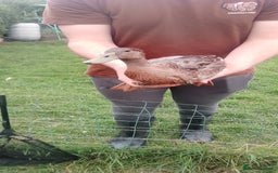 Ducks poultry for sale: 7 Indian runner ducks - Image 1