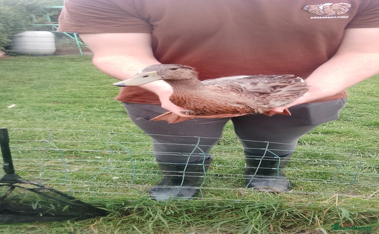 Ducks poultry - Advert 5