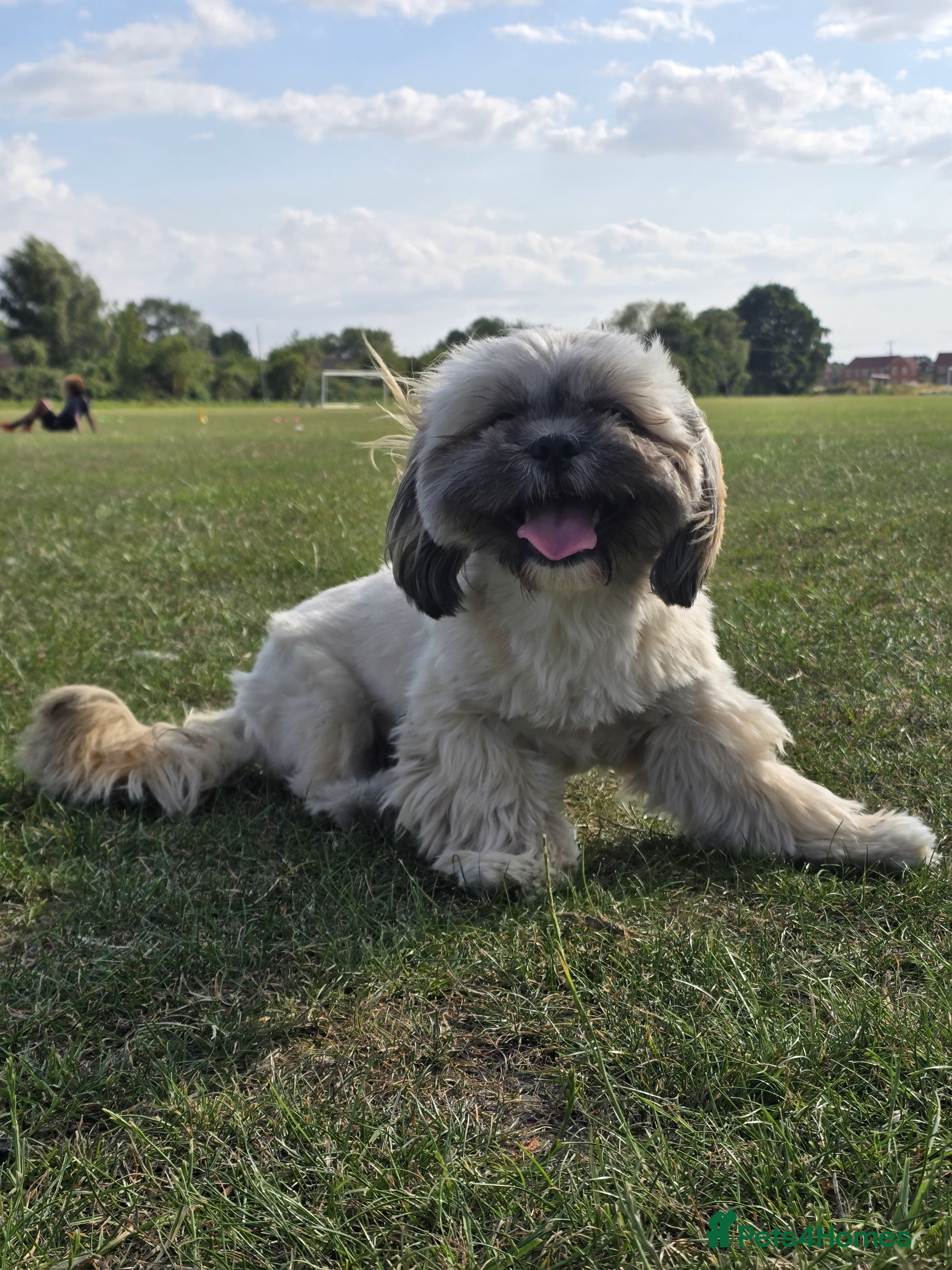 Shih Tzu dogs Shih Tzu puppies for sale - Advert 1