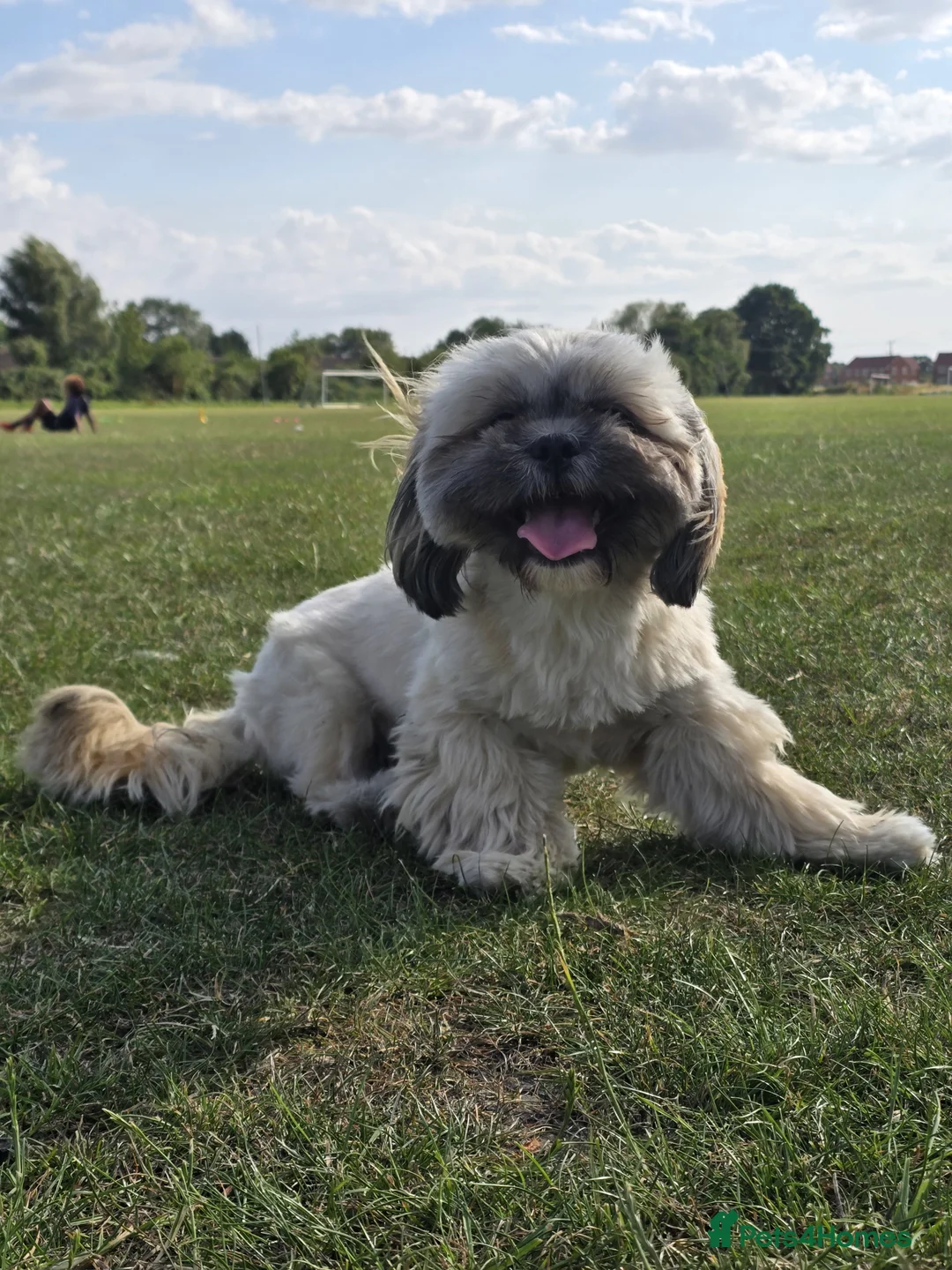 Shih Tzu dogs for sale: Shih Tzu puppies for sale - Advert 1