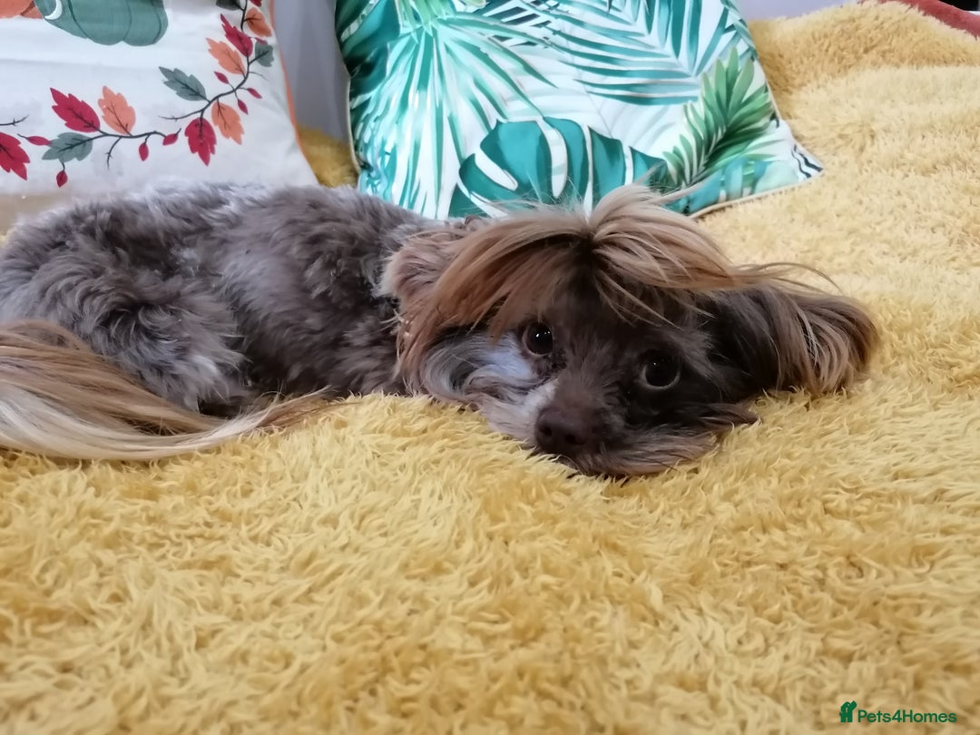 Yorkshire Terrier dogs for adoption: 💙🐶 COCO 🐶💙 - Image 5