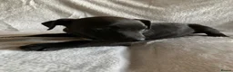 Patterjack dogs for sale: Patterjacks  - Advert 3