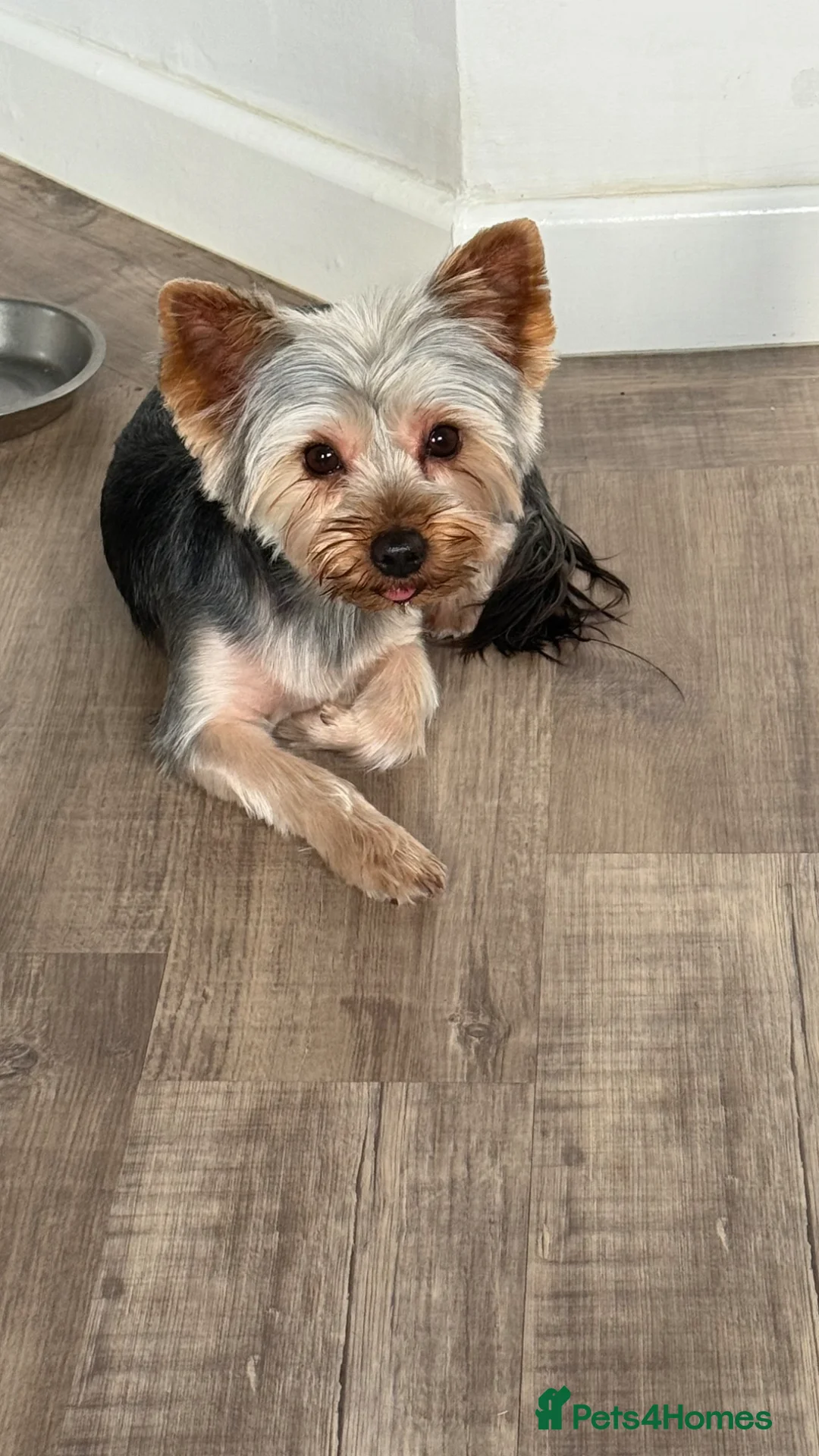 Yorkshire Terrier dogs for sale: Yorkshire terrier puppy's for sale  - Advert 1