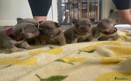 French Bulldog dogs for sale: French bulldog puppies - Image 1