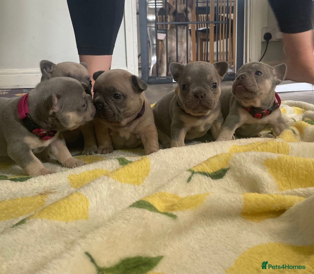 French Bulldog dogs for sale: French bulldog puppies - Image 1