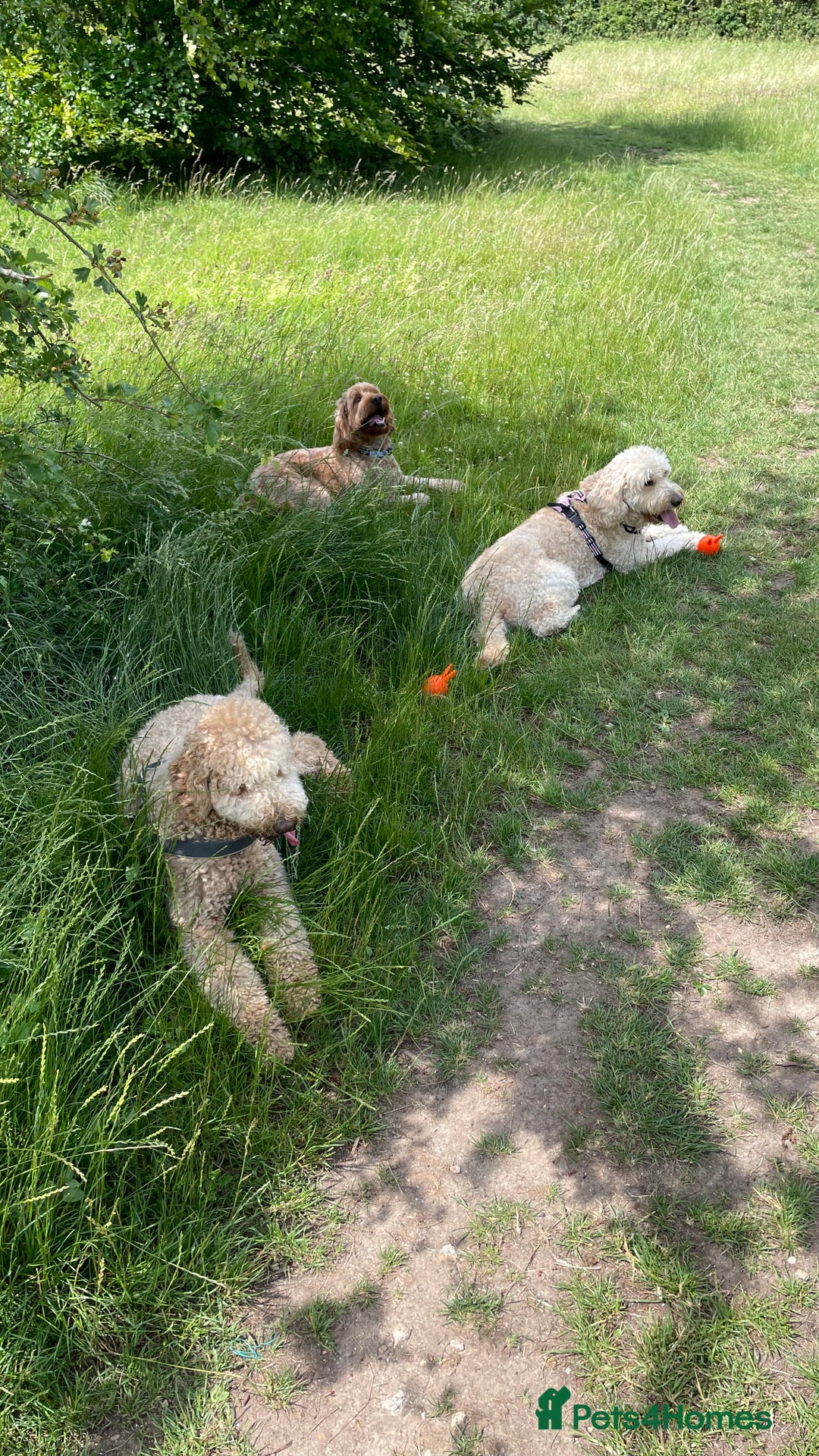 Goldendoodle dogs for sale: F1b Goldendoodles available for reservation - Image 27