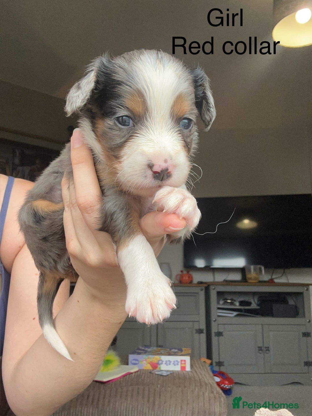Mixed Breed dogs for sale: Borderlier - Image 3