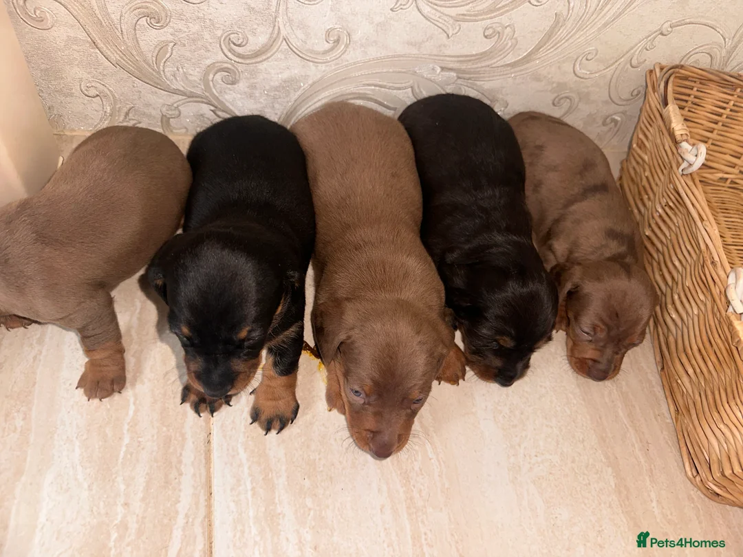 Dachshund dogs for sale: Dachshund  - Advert 2