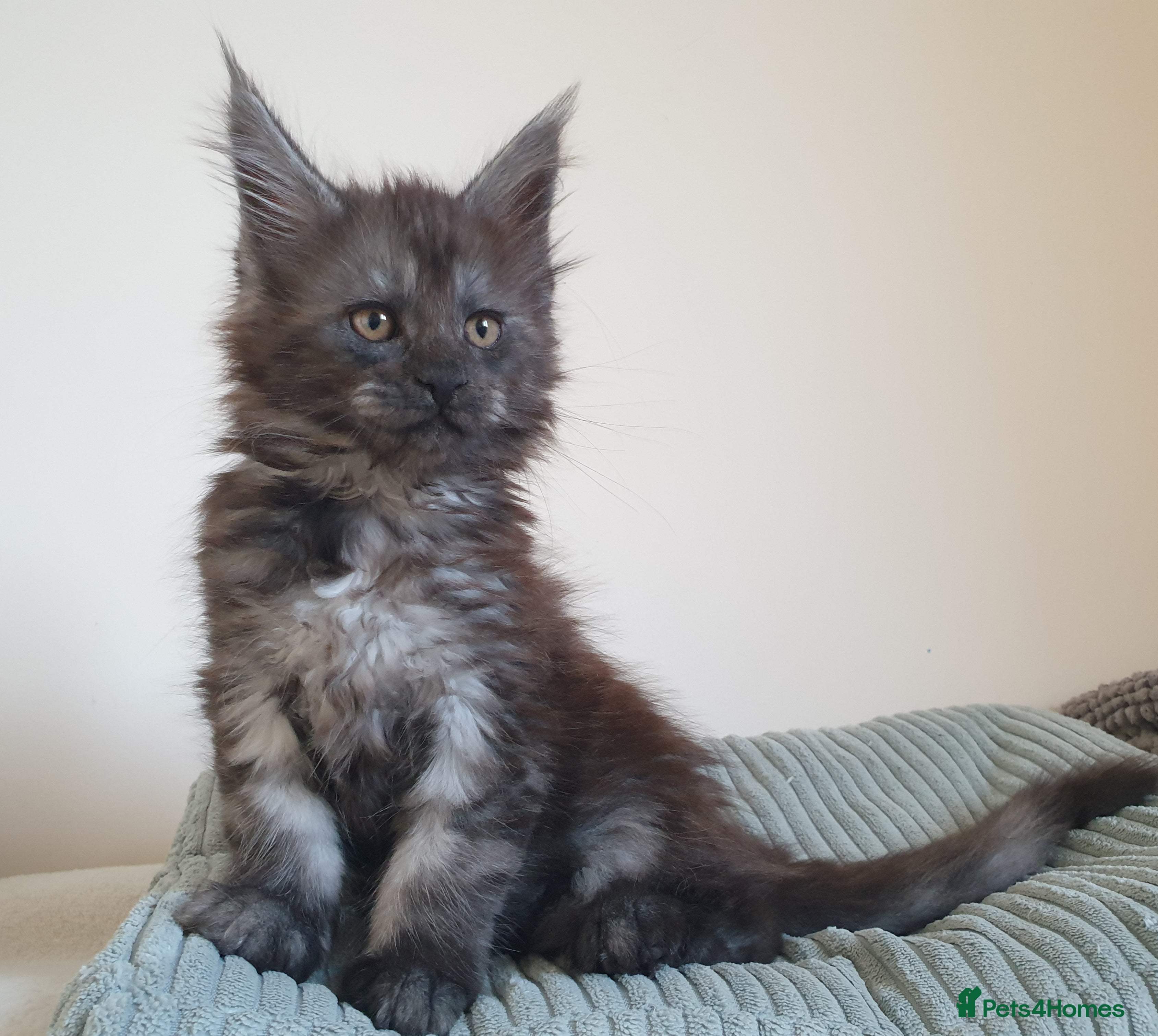 Maine Coon cats Maine coon kittens  - Advert 8