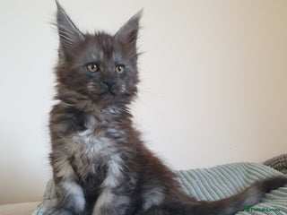 Maine Coon cats Maine coon kittens - Advert 11