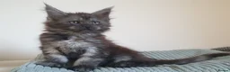 Maine Coon cats for sale: Maine coon kittens  - Advert 23