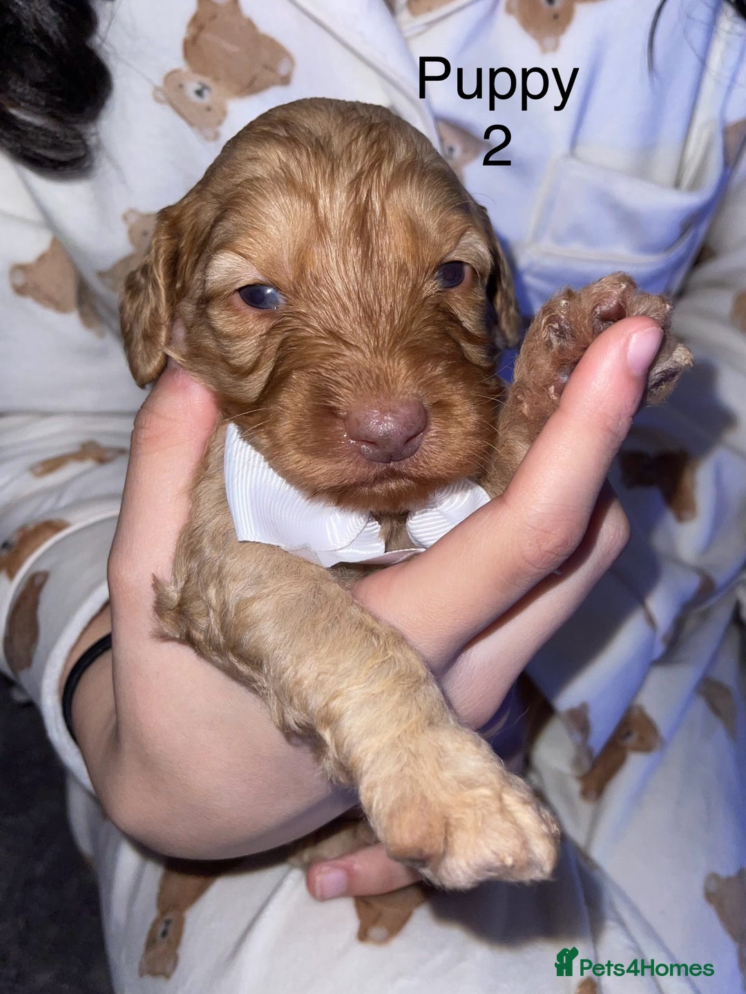 Cockapoo dogs for sale: Adorable 🐶 Cockapoo Pups 🐶 x6 Ready for new home - Advert 4