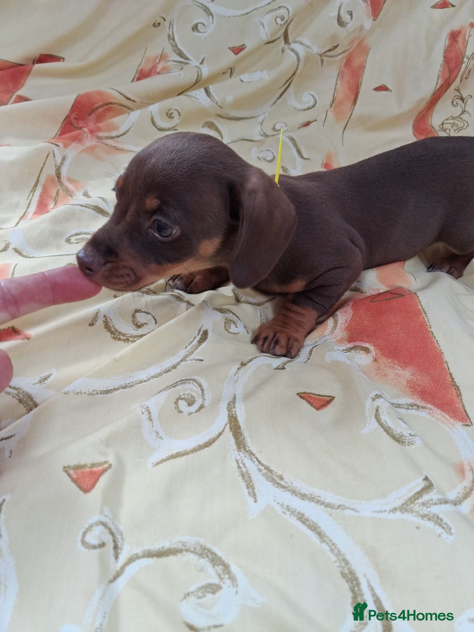 Dachshund dogs Dachshund puppies ready for new home  - Advert 11