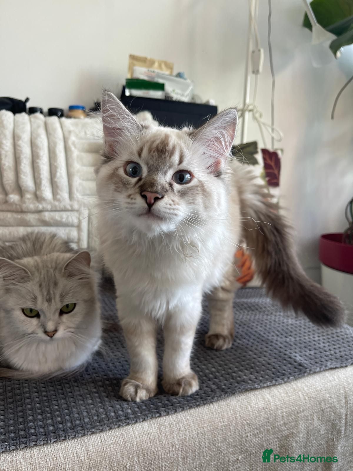 Ragdoll cats Stunning, Clever & Vocal Male Ragdoll Lynx Kitten - Advert 2