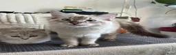 Ragdoll cats for sale: Stunning, Clever & Vocal Male Ragdoll Lynx Kitten - Advert 5
