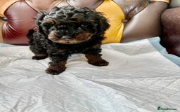 Toy Poodle dogs for sale: Four Beautiful Little Boys “Real Charmer’s “ - Image 11