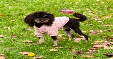 Miniature Poodle dogs Lola: The Tiny Poodle Who Survived the Darkness - Advert 10