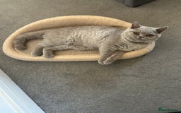British Shorthair cats for sale: British short hair ( Lilac Male)  - Image 3