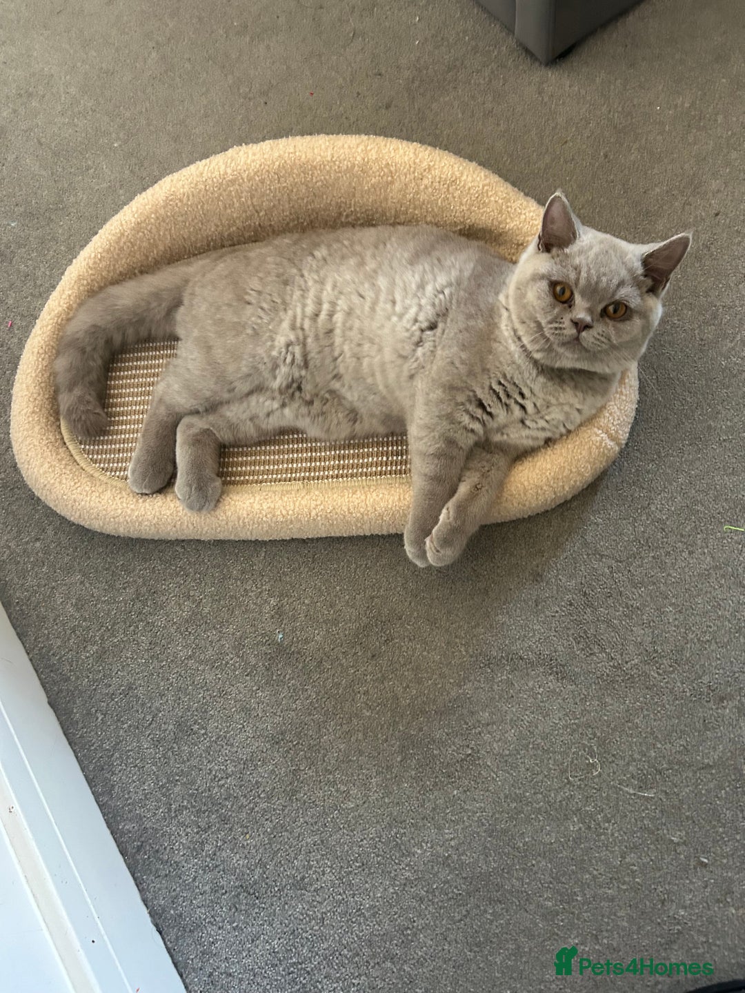 British Shorthair cats for sale: British short hair ( Lilac Male)  - Image 3