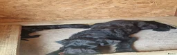 Giant Schnauzer dogs for sale: Giant schnauzer puppy's  - Advert 3