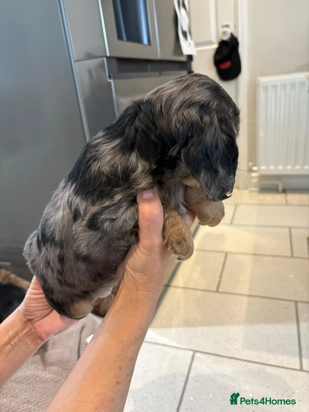 Cocker Spaniel dogs for sale: 100% Pedigree full show type DNA health tested  in Worksop - Advert 23