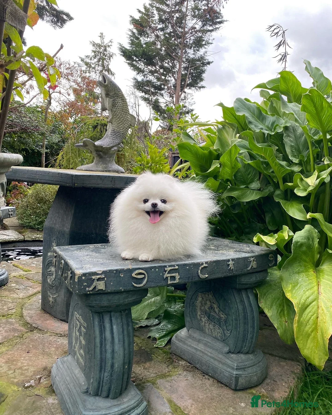 Pomeranian dogs for stud: Optical White Pomeranian stud  - Advert 5