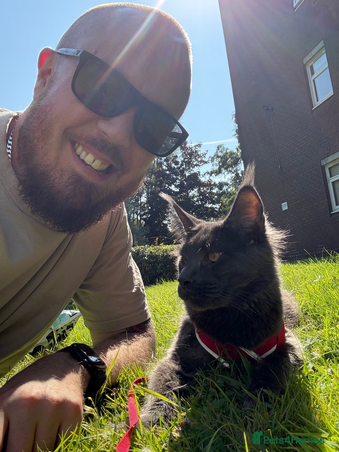 Ragcoon cats for sale: Last Female Ragcoon kitten - ready to leave - Advert 3