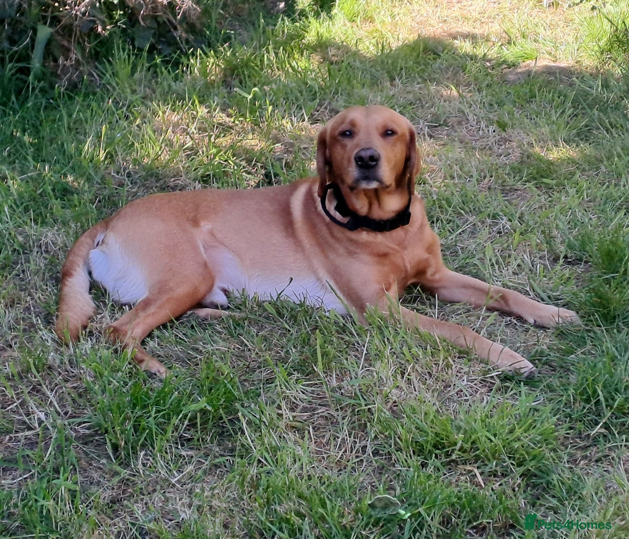 Labrador Retriever dogs for stud: STUD ONLY - Proven Fox Red Labrador  - Advert 3