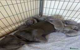 Staffordshire Bull Terrier dogs for sale: Stunning pure blue staffies - Image 37