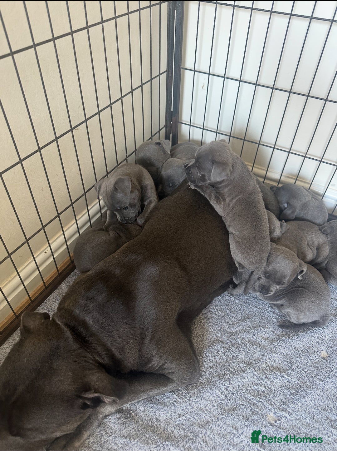 Staffordshire Bull Terrier dogs for sale: Stunning pure blue staffies - Image 37