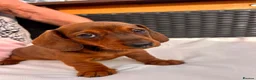Miniature Dachshund dogs for sale: Beautiful miniature dachshunds in Treharris - Advert 10