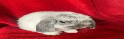 Mini Lop rabbits for sale: Gorgeous Pure Mini Lop Rabbits  - Advert 4