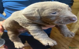 Labrador Retriever dogs for sale: Silver Labrador puppy’s  - Image 10