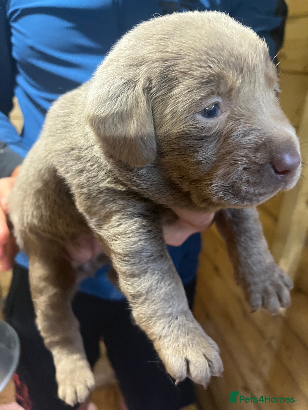 Labrador Retriever dogs for sale: Silver Labrador puppy’s  - Image 10
