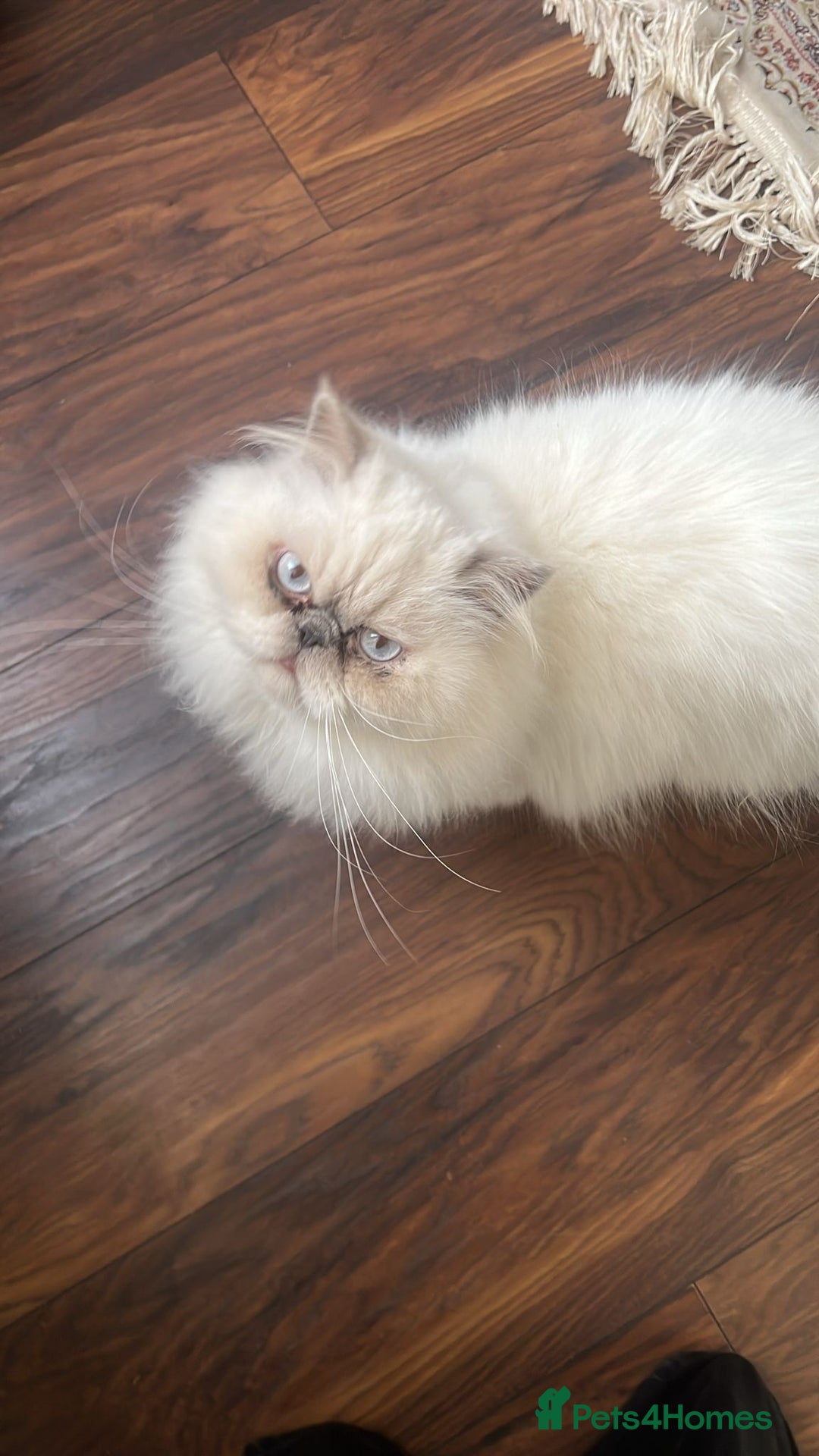 Persian cats for sale: Persian ragdoll - Advert 2