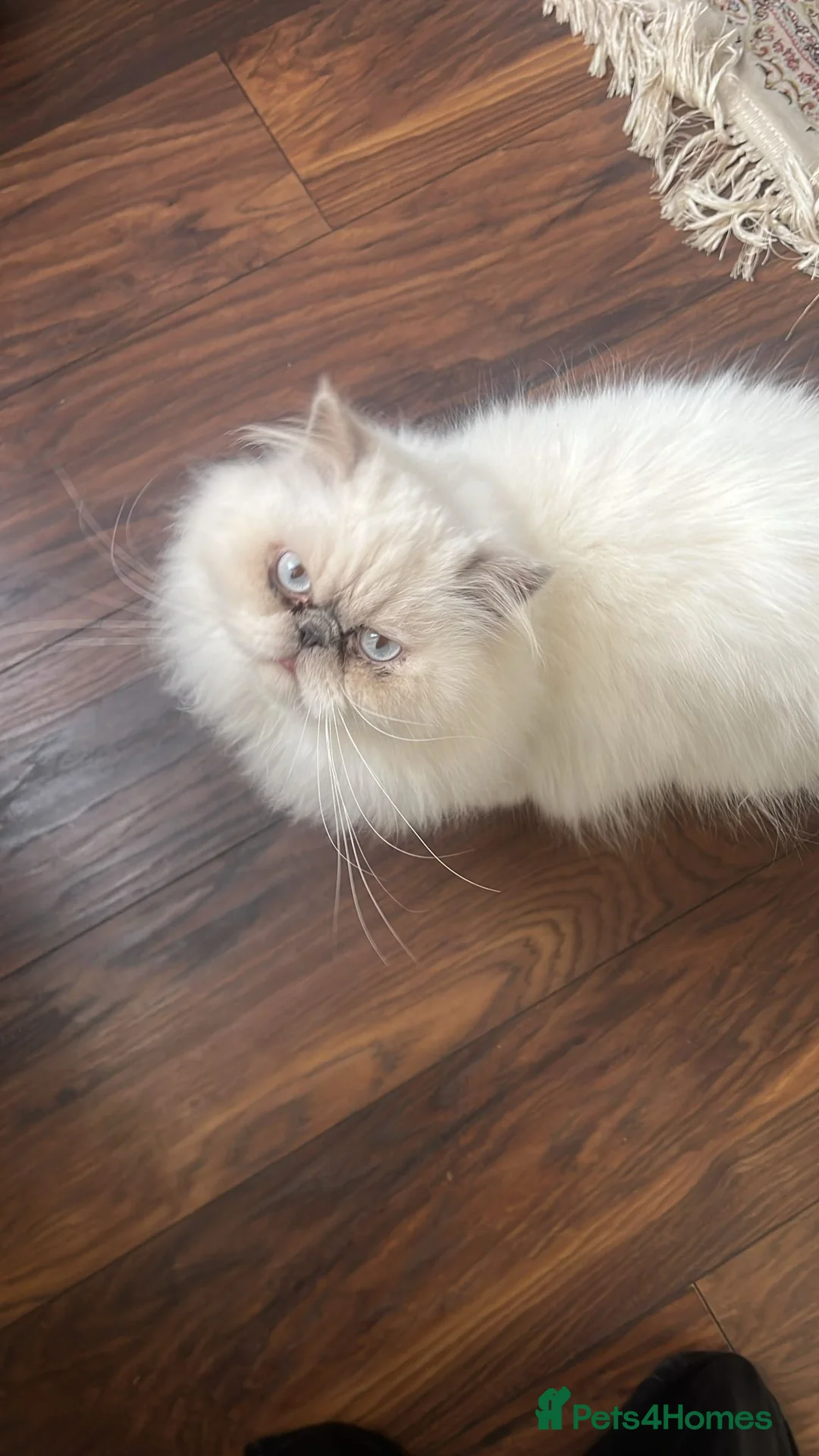 Persian cats for sale: Persian ragdoll - Advert 3