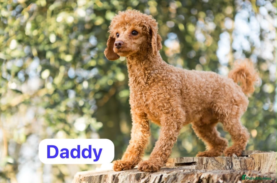Cockapoo dogs Cockapoo ready to leave - Advert 2