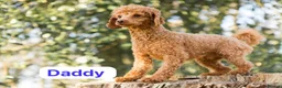 Cockapoo dogs for sale: Cockapoo ready to leave - Advert 2