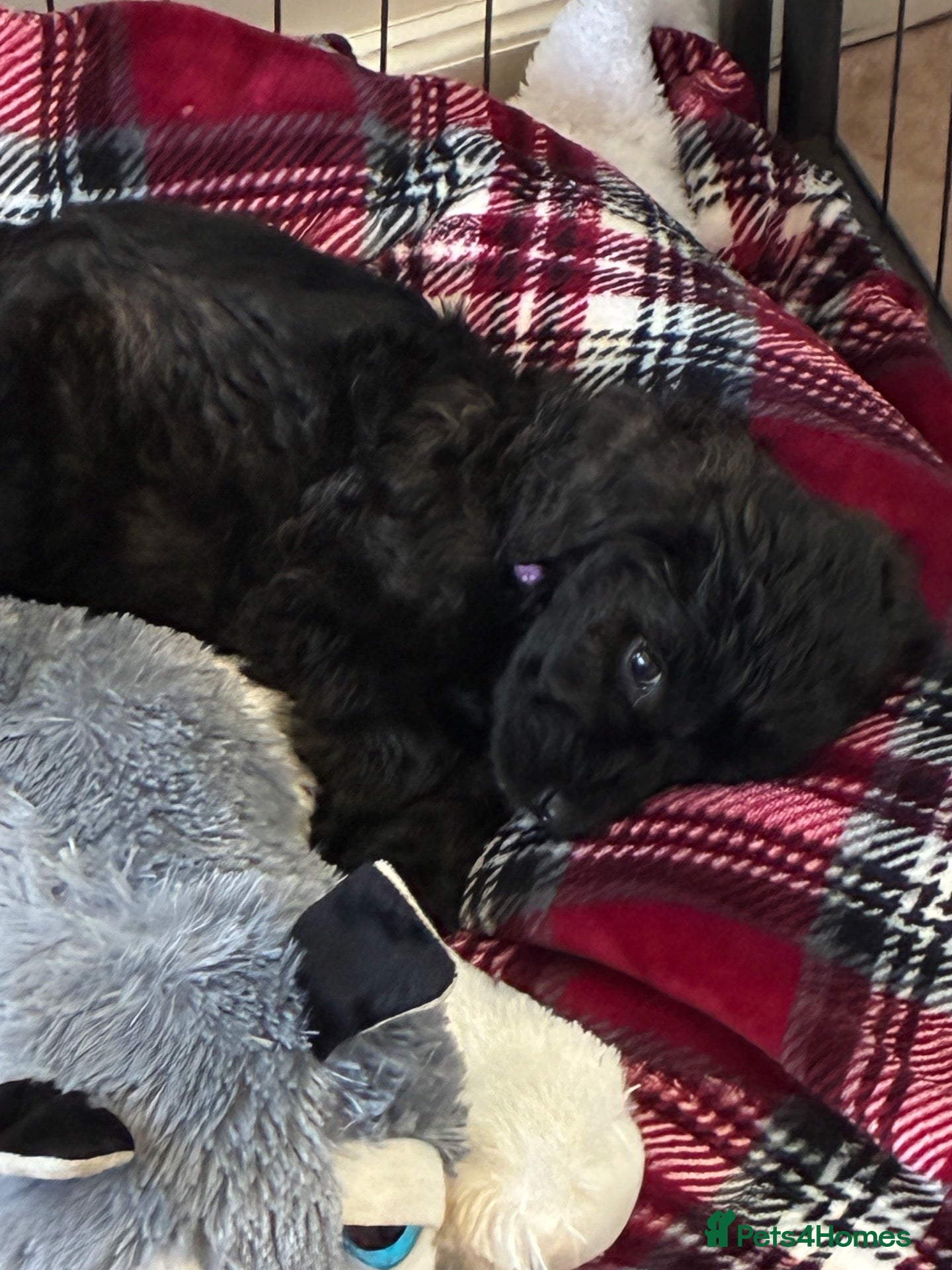Labradoodle dogs ⭐ LAST PUPPY AVAILABLE ⭐ - Advert 2