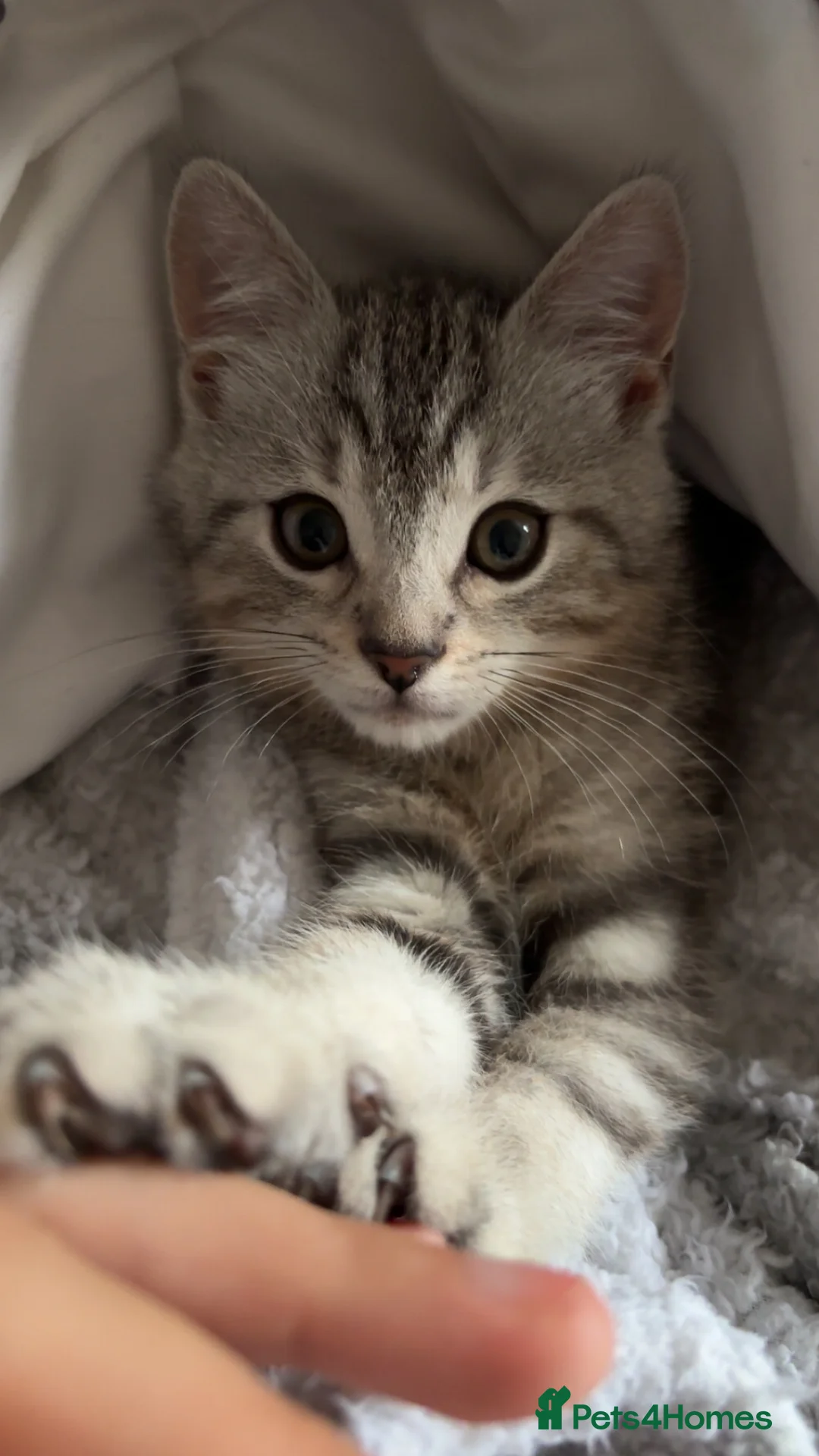 British Shorthair cats for sale: Light Grey British shorthair kitten  - Advert 3