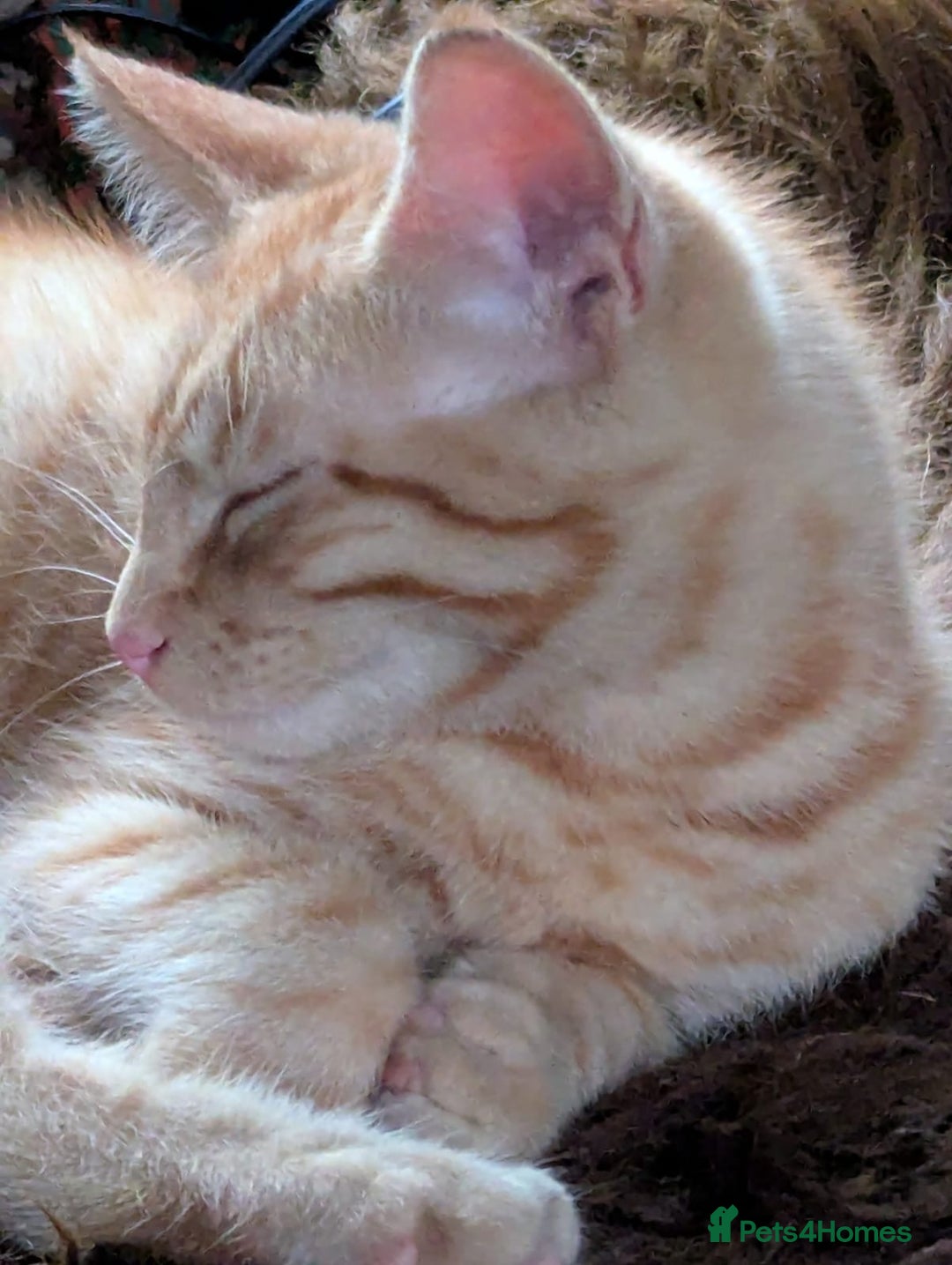 Mixed Breed cats for sale: Farm Kittens - Image 2