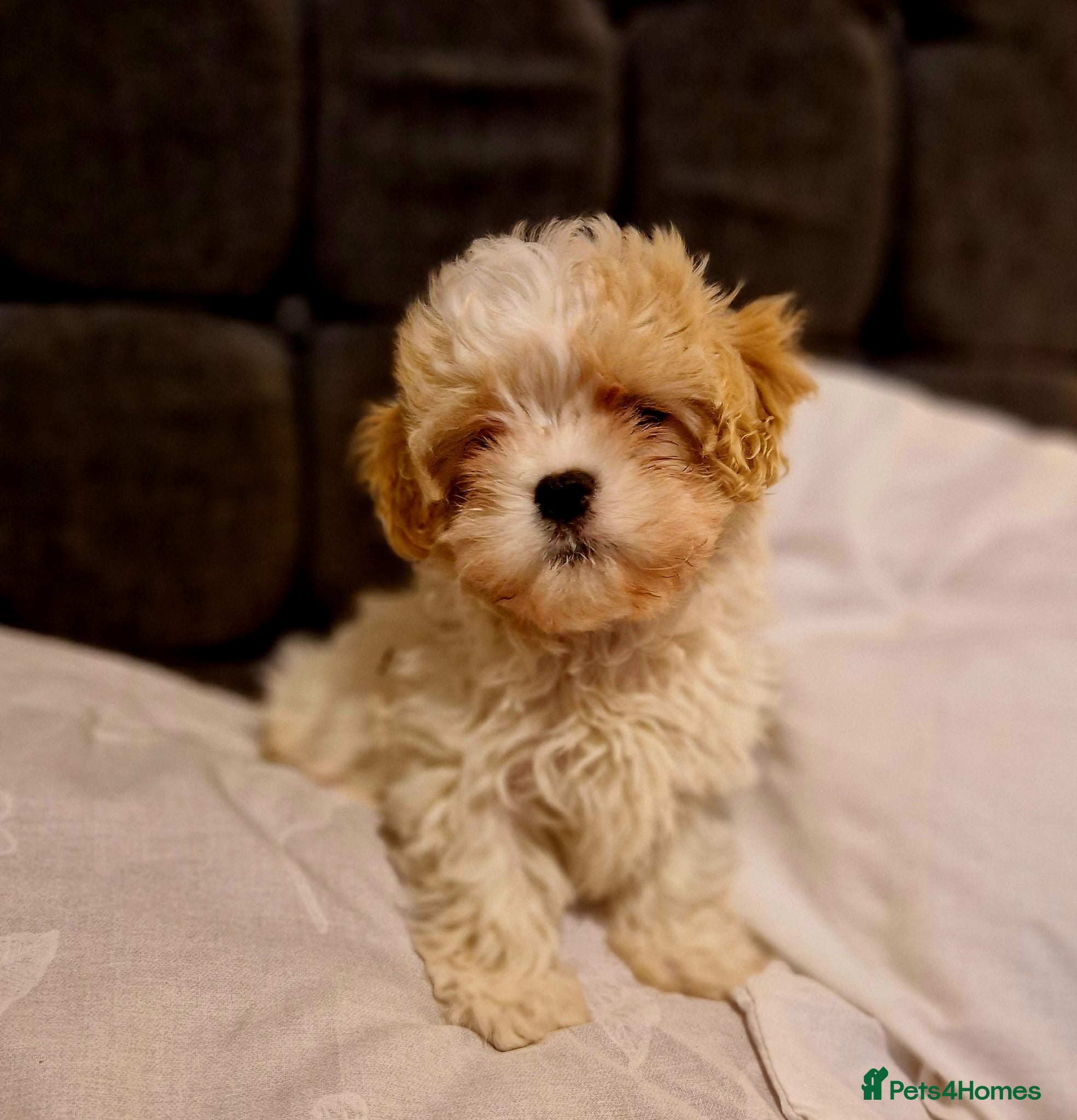 Cavapoo dogs Beautiful, confident and loving cavapoo pups - Advert 14