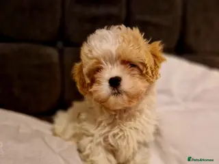 Cavapoo dogs Beautiful, confident and loving cavapoo pups - Advert 2