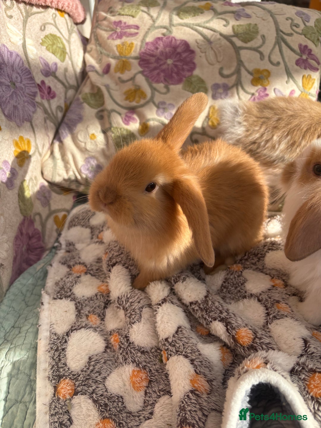 Mini Lop rabbits for sale: Indoor raised Mini lops and lion lops ~vaccinated  - Image 11
