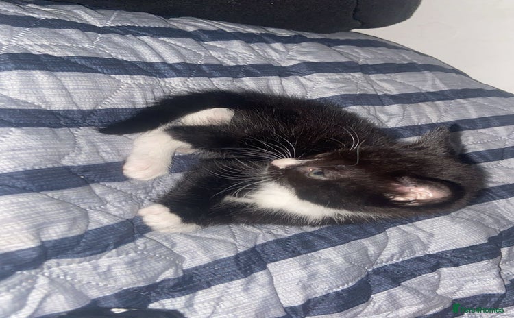 Mixed Breed cats for sale in Blackburn - Advert 1