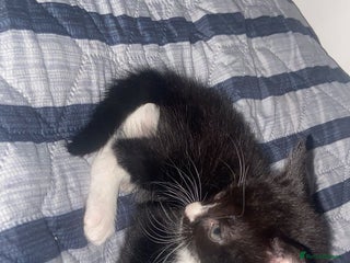 Mixed Breed cats in Blackburn - Advert 4