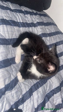 Mixed Breed cats in Blackburn - Advert 11