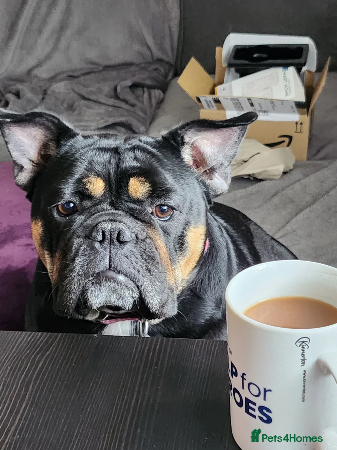 Olde English Bulldogge dogs for sale: 3.5yr old Black and Tan bulldog - Advert 3