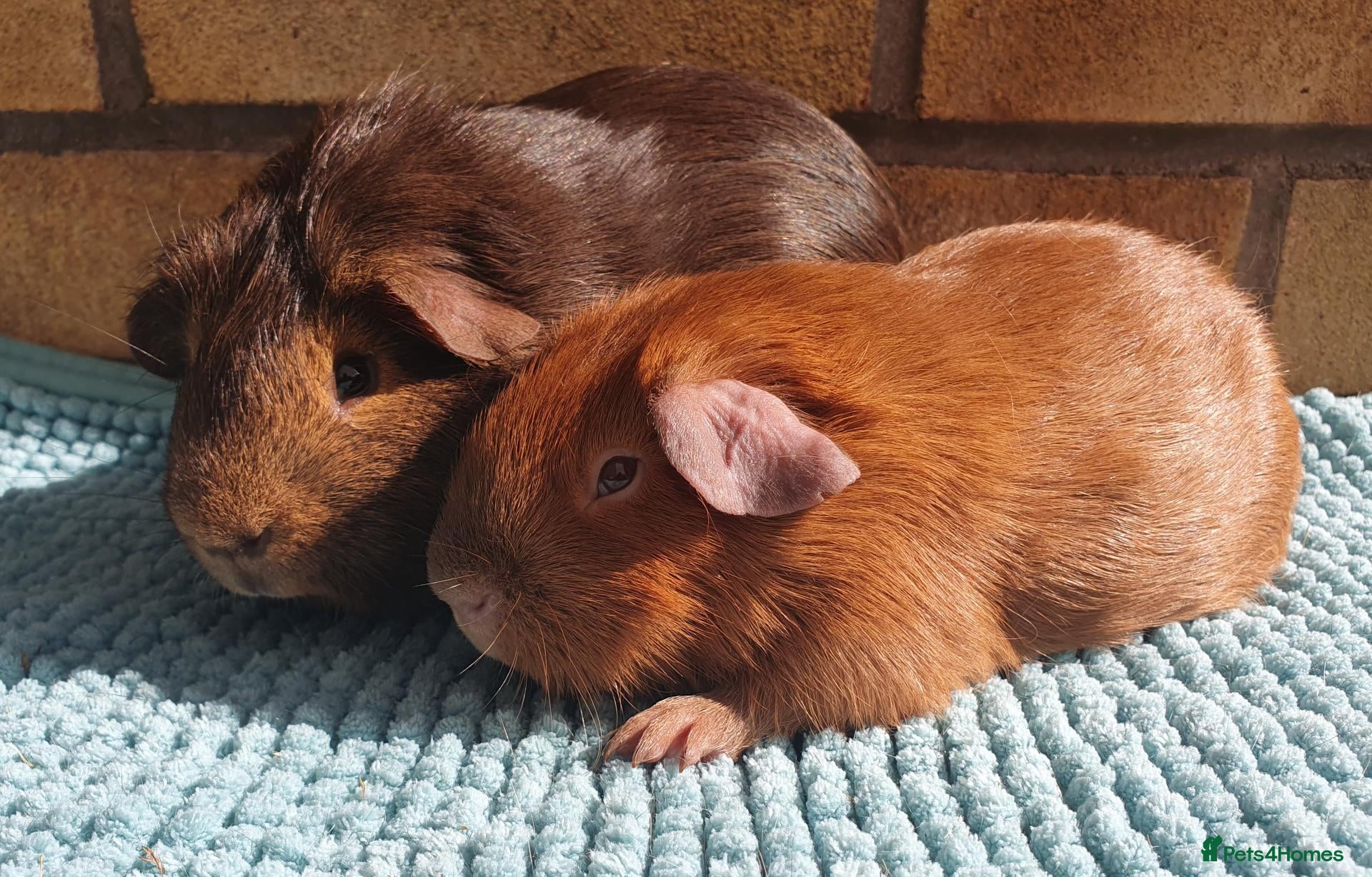 Guinea Pig rodents Beautiful guinea pigs - Advert 1
